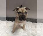 Small #1 American Pit Bull Terrier-Labrador Retriever Mix