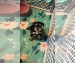Small Photo #8 Schnauzer (Miniature) Puppy For Sale in SARASOTA, FL, USA