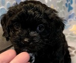 Small Photo #8 Cavapoo (Miniature) Puppy For Sale in LIBERTY, MS, USA