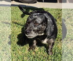 Small #1 Dachshund Mix