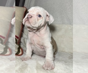 English Bulldog Puppy for sale in JOHNS ISLAND, SC, USA