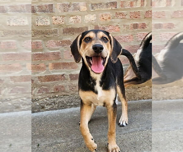 Medium Photo #3 Coonhound-Unknown Mix Puppy For Sale in Chicago, IL, USA