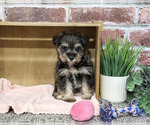 Dior - Female Schnauzer (Miniature) Puppy for Sale - Photo #5
