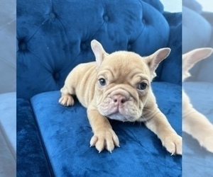 English Bulldog Puppy for sale in AGOURA, CA, USA