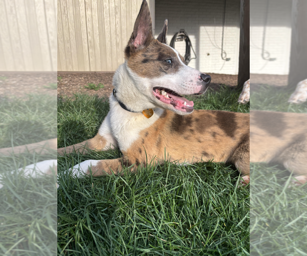 Medium Photo #4 Siberian Husky-Unknown Mix Puppy For Sale in Rockville, MD, USA