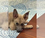 Small Chihuahua-Greyhound Mix