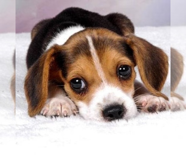 Medium Photo #1 Beagle Puppy For Sale in CHICAGO, IL, USA