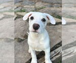 Small #2 Retriever  Mix