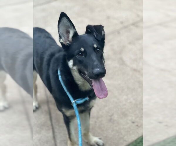 Medium Photo #3 Mutt Puppy For Sale in Dana Point, CA, USA