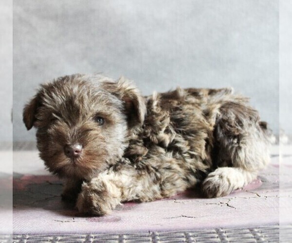 Medium Photo #2 Schnauzer (Miniature) Puppy For Sale in HONEY BROOK, PA, USA