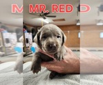 Puppy Mr Red Labrador Retriever