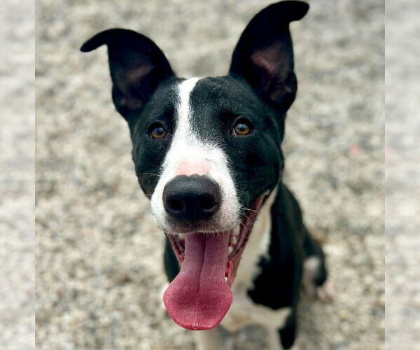 Medium Photo #2  Puppy For Sale in , 
