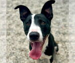 Small Photo #2  Puppy For Sale in , 