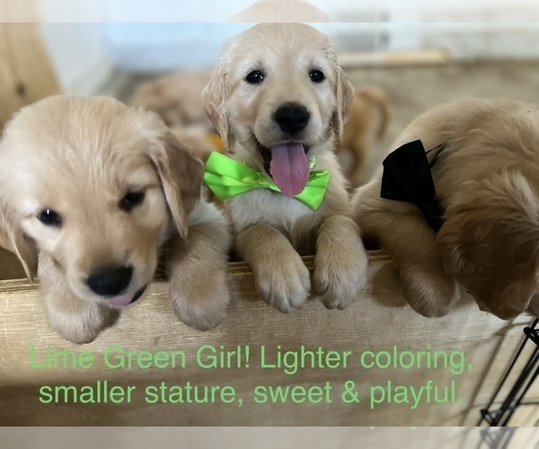 Medium Photo #1 Golden Retriever Puppy For Sale in VICI, OK, USA