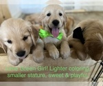 Small Photo #1 Golden Retriever Puppy For Sale in VICI, OK, USA