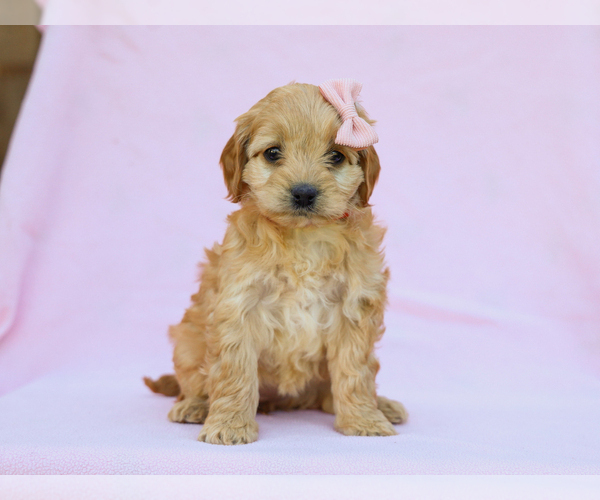 Medium Photo #1 Cavapoo (Miniature) Puppy For Sale in LIBERTY, KY, USA