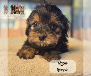 Yorkshire Terrier Puppy for sale in ELMHURST, IL, USA