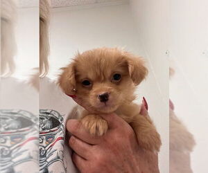 Mal-Shi Dogs for adoption in Lake Elsinore, CA, USA