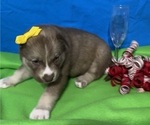 Small Photo #6 Siberian Husky Puppy For Sale in DEARBORN, MO, USA