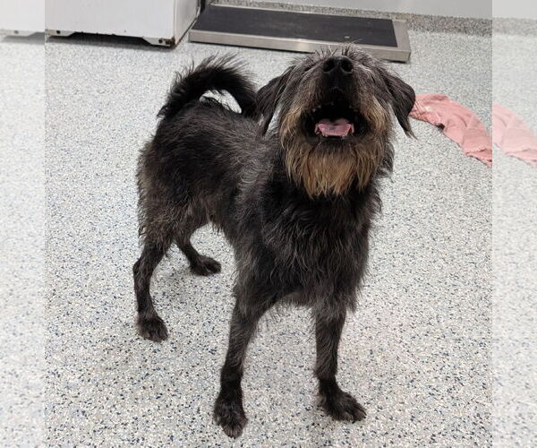 Medium Photo #4 Labrador Retriever-Unknown Mix Puppy For Sale in Rootstown, OH, USA