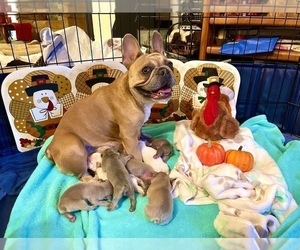 Mother of the French Bulldog puppies born on 11/21/2022