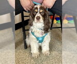 Small #1 Cocker Spaniel