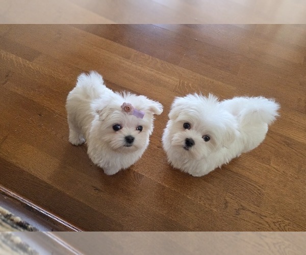 Medium Photo #4 Maltese Puppy For Sale in SANTA CLARITA, CA, USA