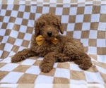 Small #7 Poodle (Miniature)