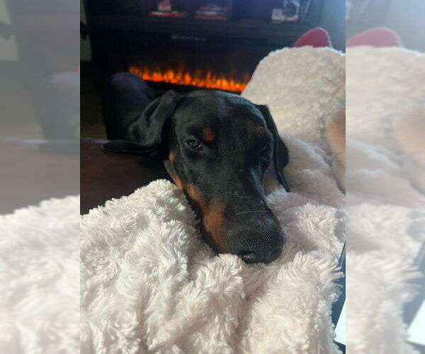 Medium Photo #11 Doberman Pinscher Puppy For Sale in Buffalo, MN, USA