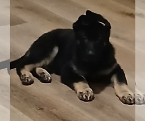 German Shepherd Dog Puppy for sale in MONTGOMERY, AL, USA