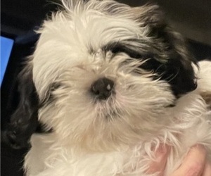 Shih Tzu Puppy for sale in CENTREVILLE, MD, USA