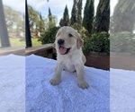 Small #1 Golden Retriever