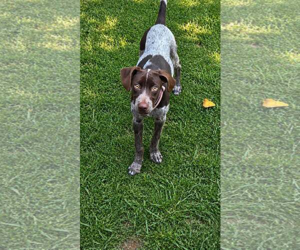 Medium Photo #1 German Shorthaired Pointer-Unknown Mix Puppy For Sale in Oakhurst, NJ, USA