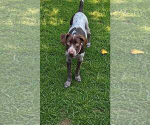 German Shorthaired Pointer-Unknown Mix Dogs for adoption in Oakhurst, NJ, USA