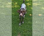 Small German Shorthaired Pointer Mix