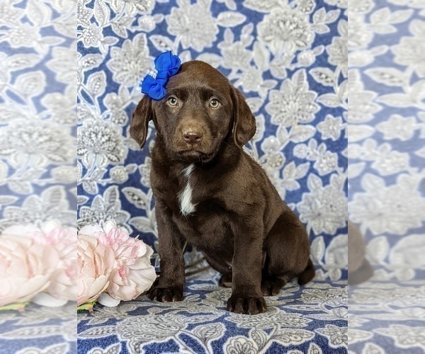 Medium Photo #1 Labrador Retriever Puppy For Sale in NEW FREEDOM, PA, USA