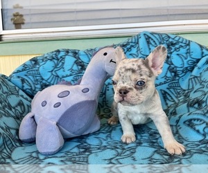 French Bulldog Puppy for sale in SUN CITY, CA, USA