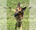 Small German Shepherd Dog