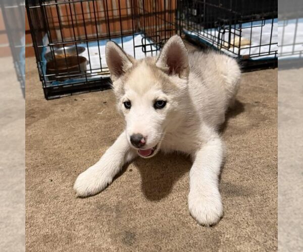 Medium Photo #1 Siberian Husky Puppy For Sale in Spring Lake, NC, USA