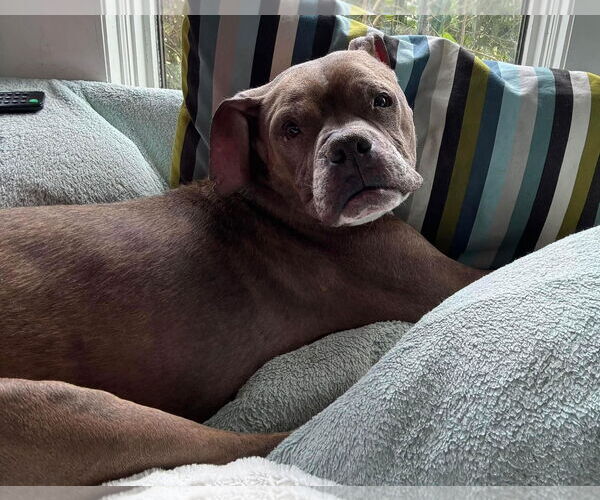 Medium Photo #5 Boxer-Unknown Mix Puppy For Sale in Germantown, OH, USA