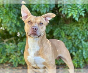 Carolina Dog-Unknown Mix Dogs for adoption in Tavares, FL, USA