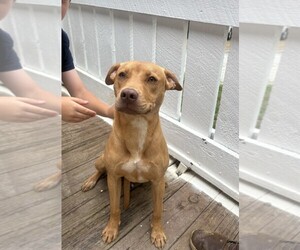 American Pit Bull Terrier Dog for Adoption in BUCHANAN, Georgia USA