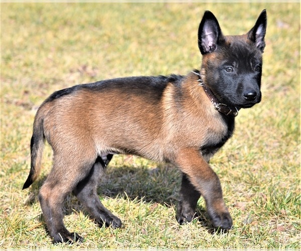 Medium Photo #1 Belgian Malinois Puppy For Sale in LA PINE, OR, USA