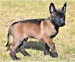 Small Belgian Malinois