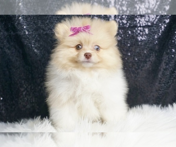 Medium Photo #1 Pomeranian Puppy For Sale in WARSAW, IN, USA