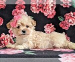 Small Photo #5 Maltipoo Puppy For Sale in LEOLA, PA, USA
