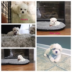 Maltese Puppy for sale in GROVETOWN, GA, USA