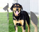 Small #2 Labrador Retriever Mix