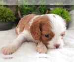 Small #12 Cavalier King Charles Spaniel