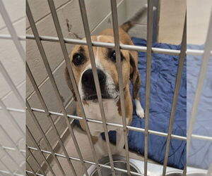 American Pit Bull Terrier-Beagle Mix Dogs for adoption in Decatur, IL, USA